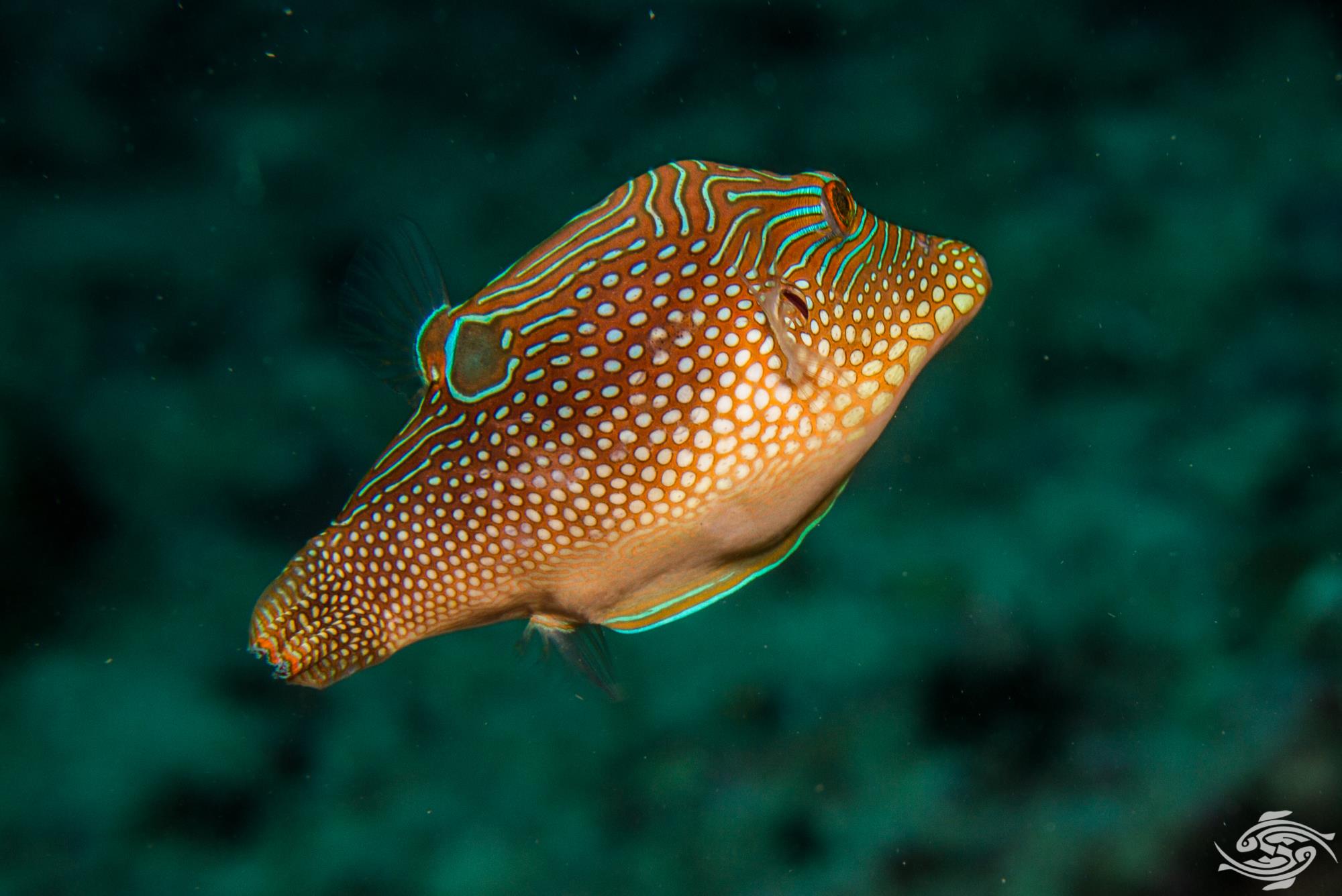 Solandri Puffer