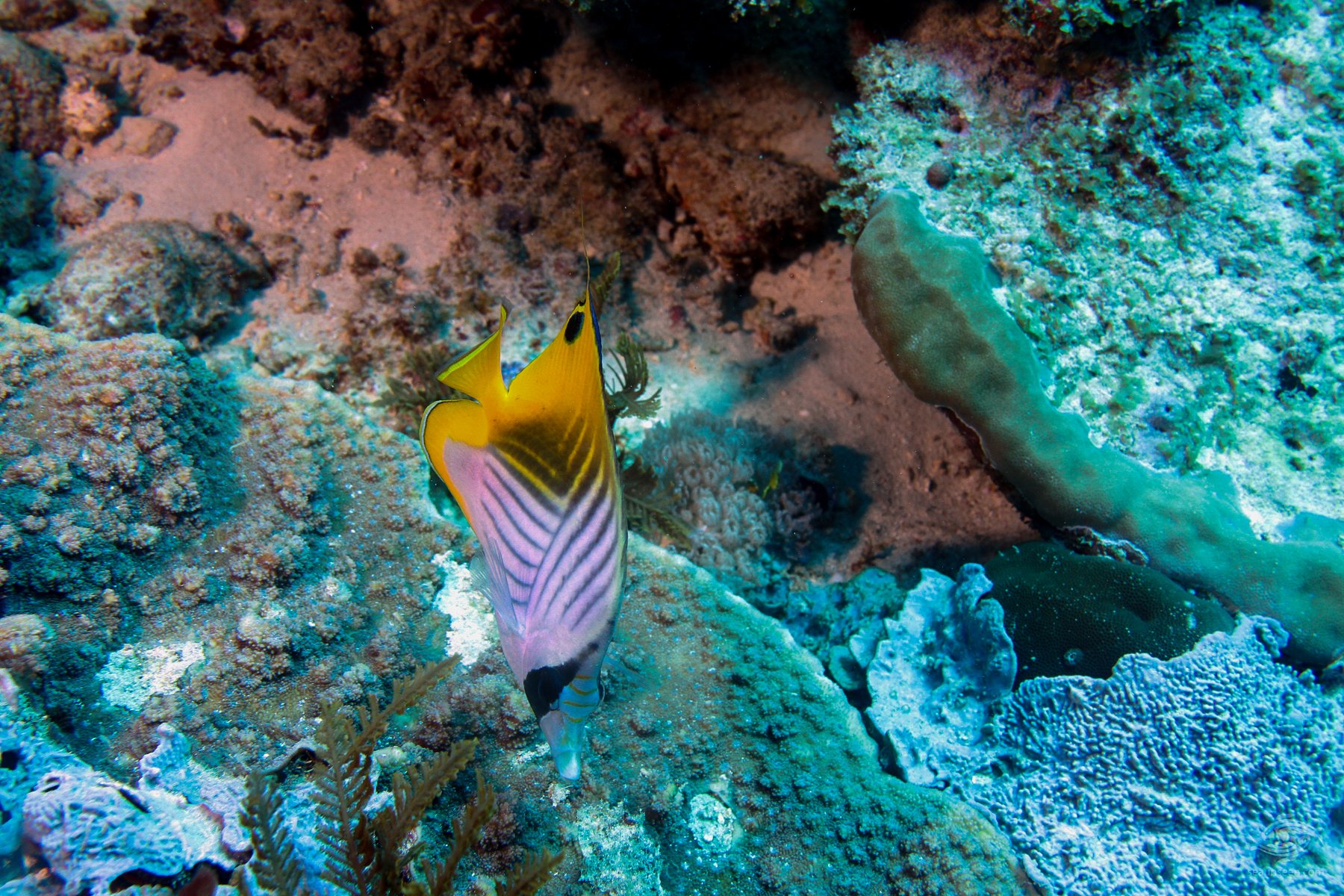 Threadfin Butterfly