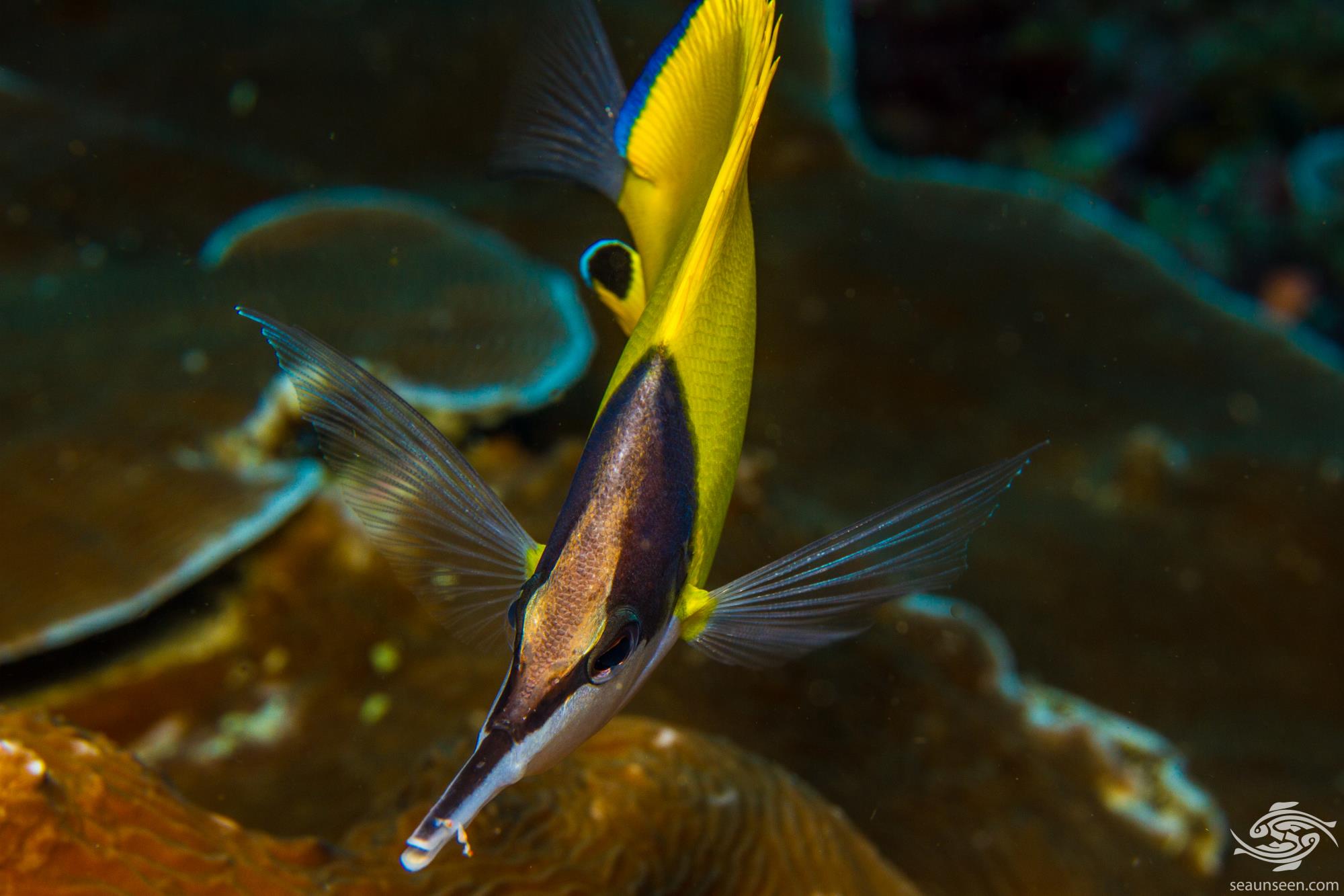 Yellow Longnose