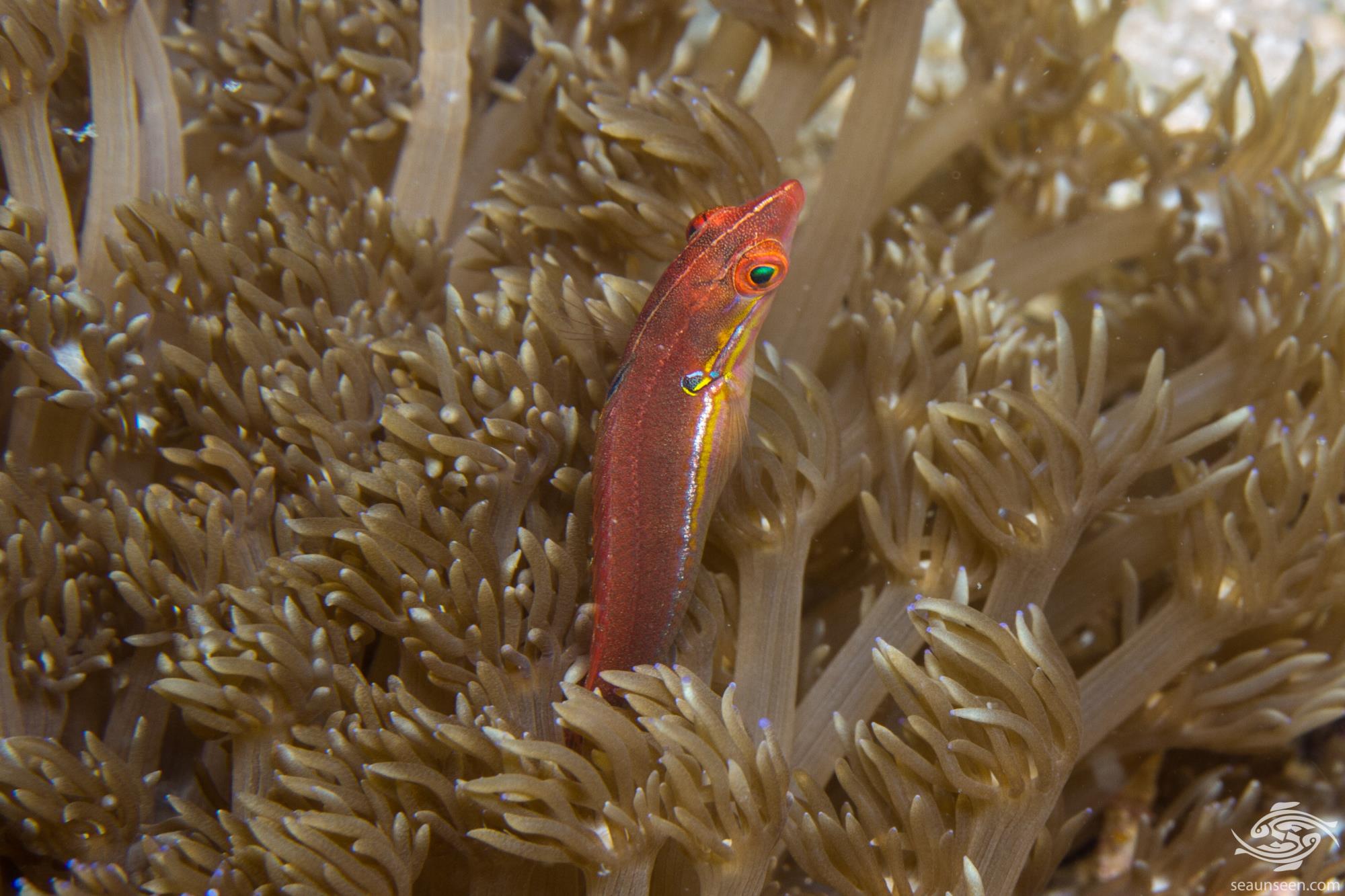 Tail Spot Wrasse