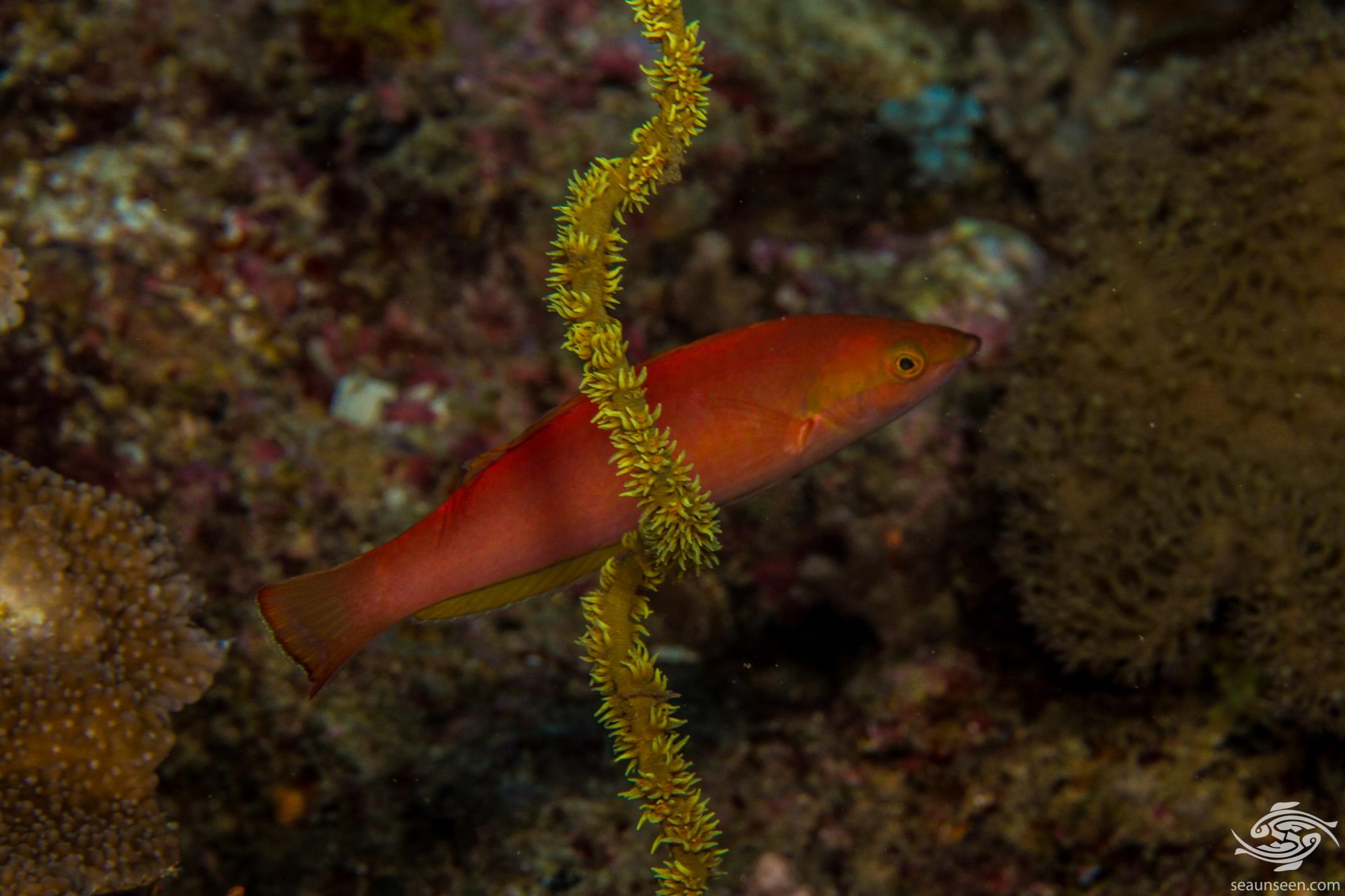 Orange Torpedo