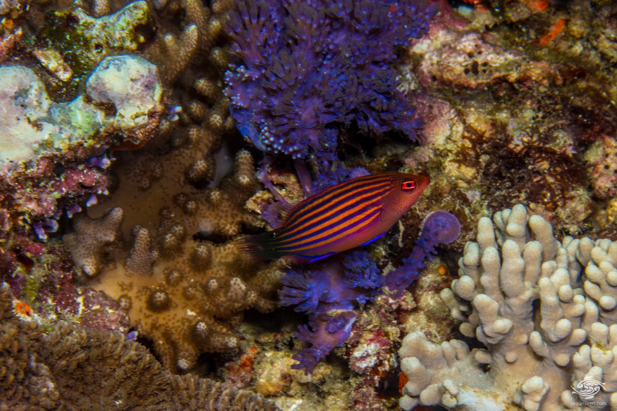 Pyjama Wrasse