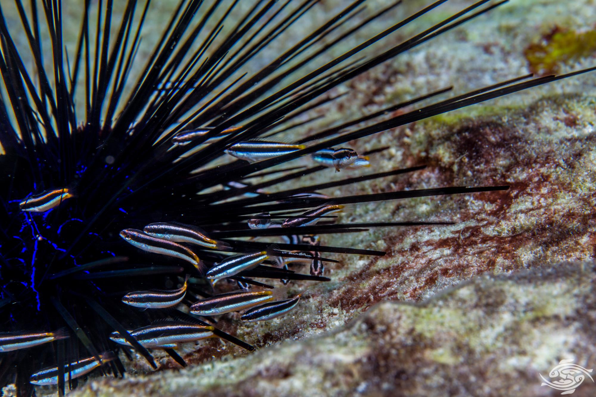 Purple Wrasse