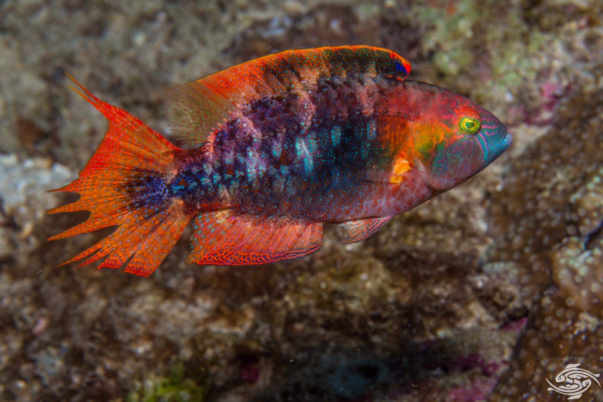Two Spot Hogfish