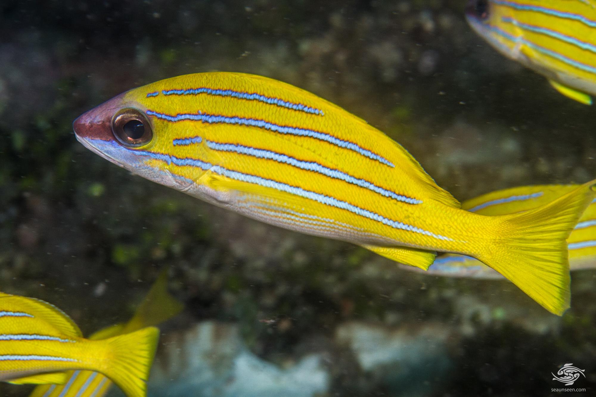 Blue Striped Snapper