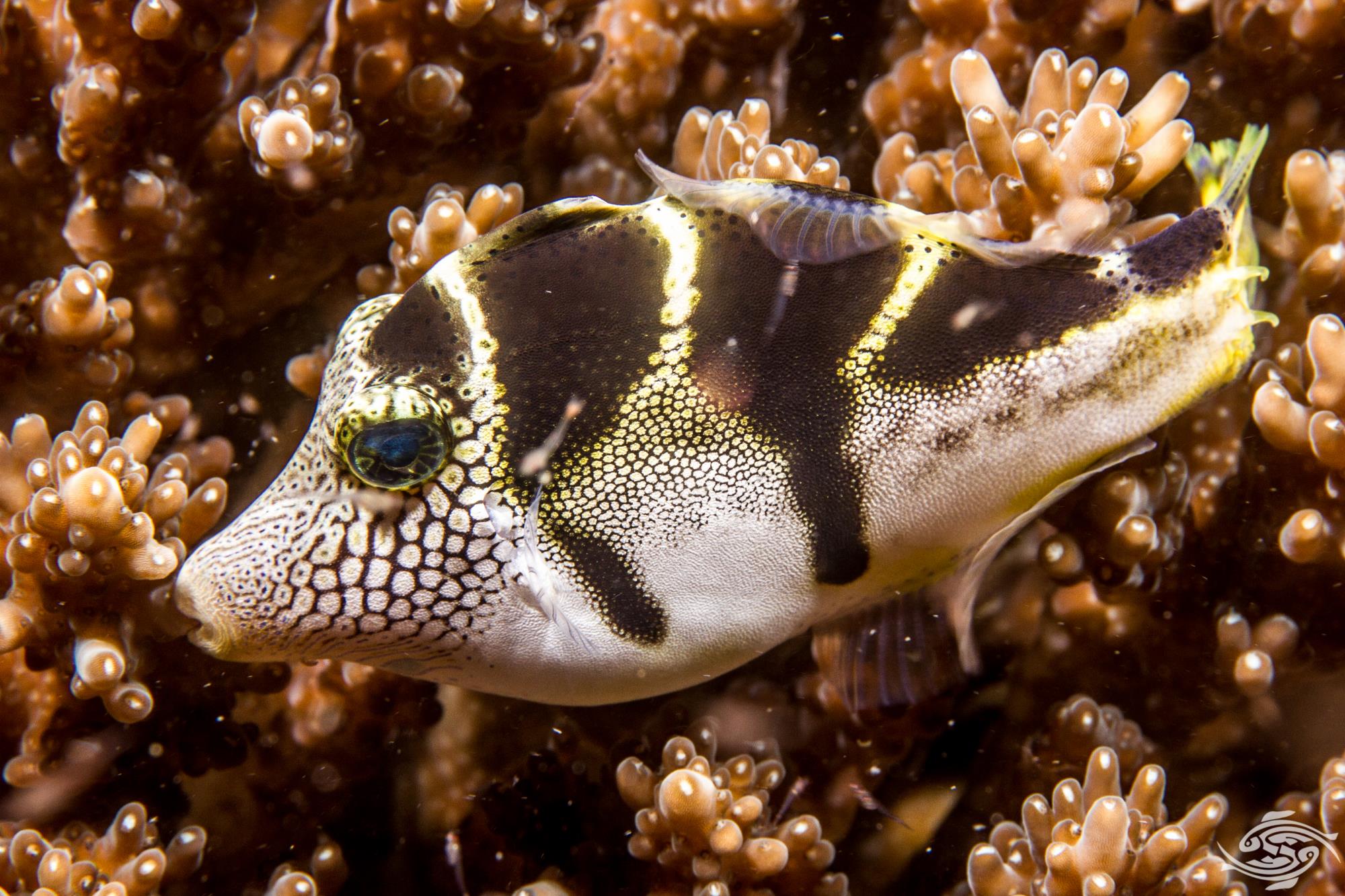 Puffer Mimic
