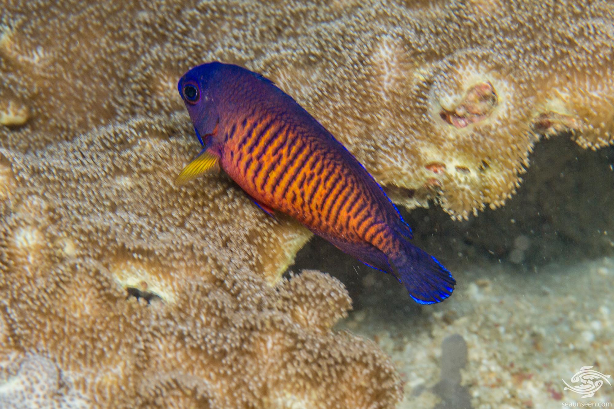 Coral Beauty