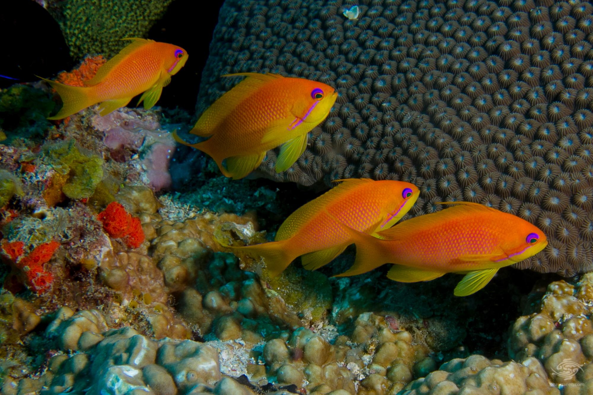 Wreck Fish