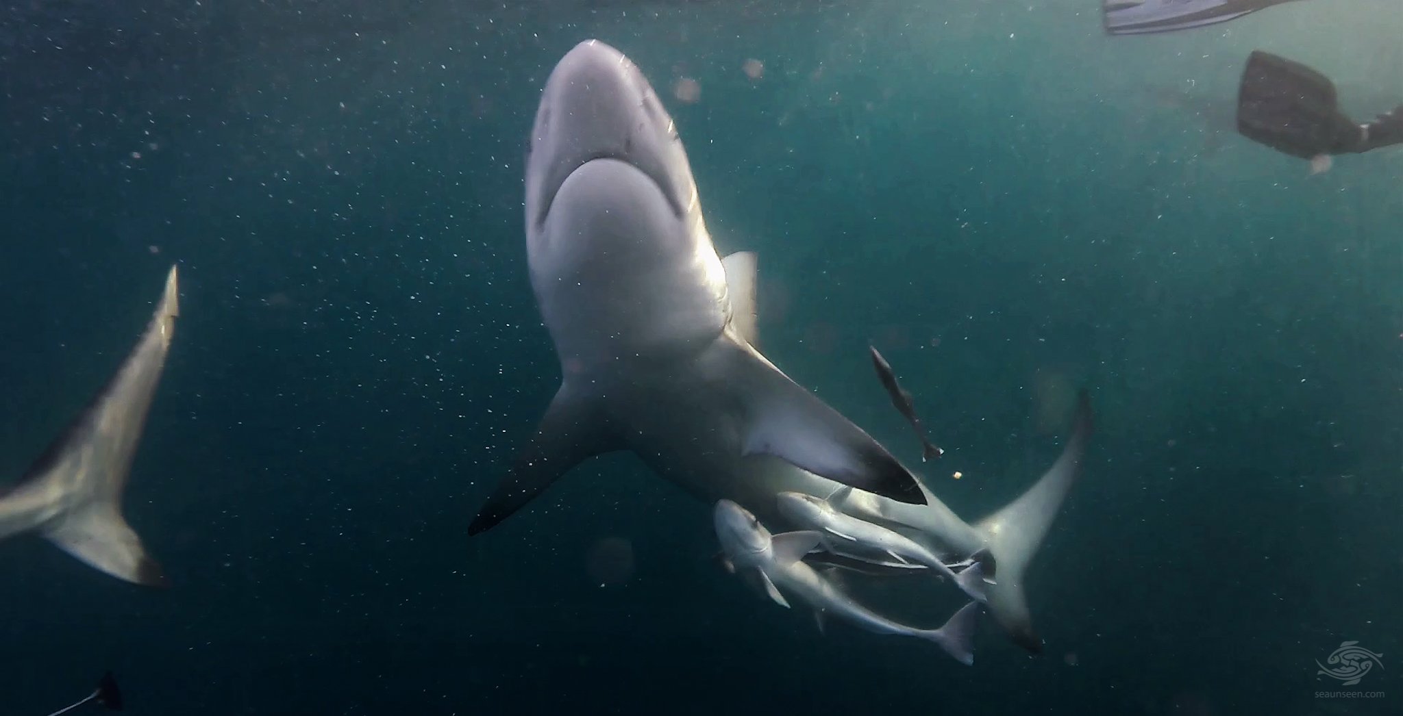 Black Tip Shark