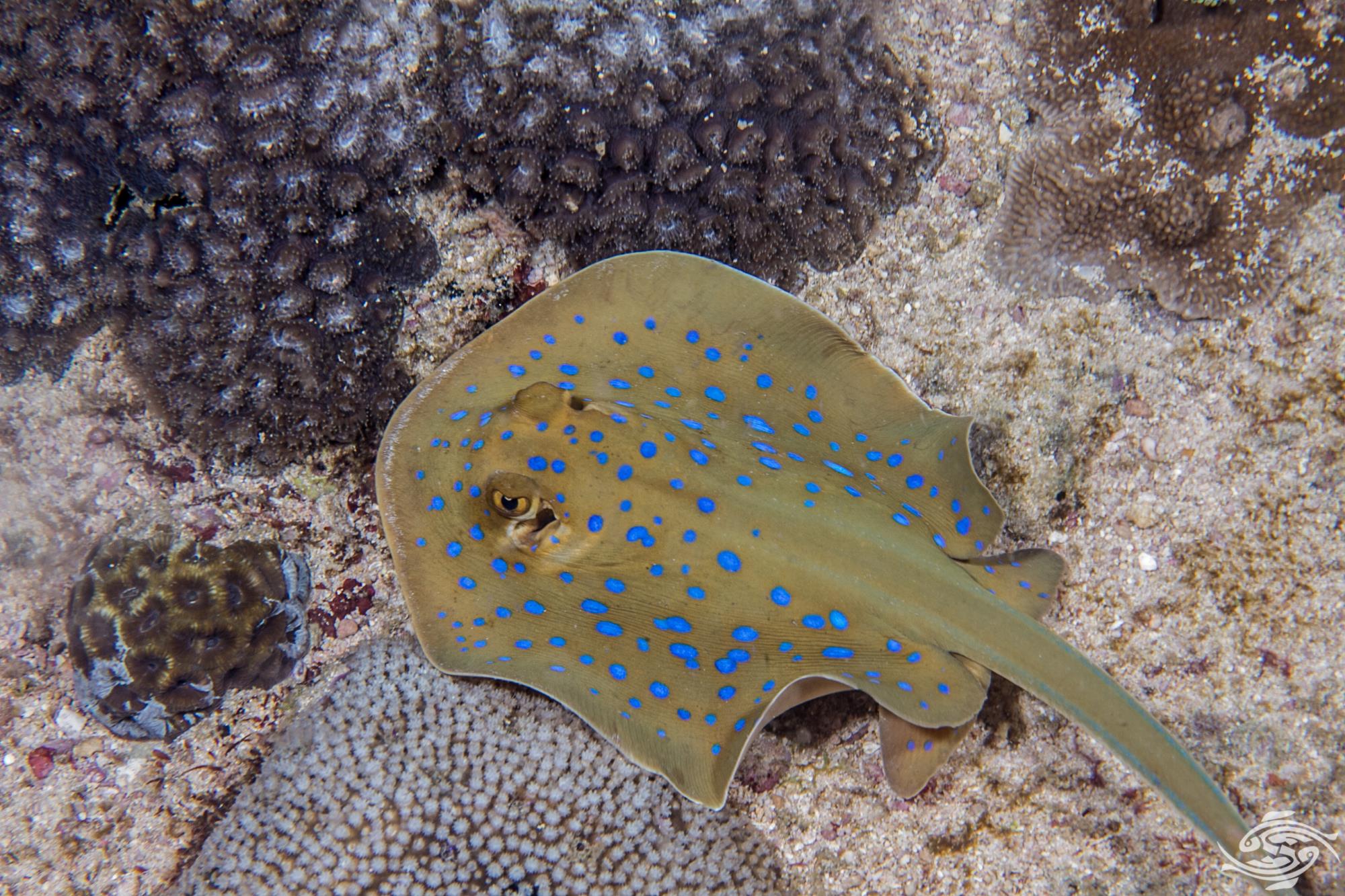 Blue Spot Stingray